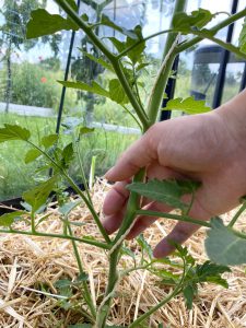 Hier zie je hoe je bij tomatenplanten dieven weghaalt.