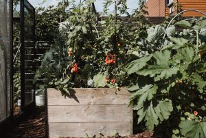 Moestuin beginnen? Gewoon doen maar wel een beetje slim