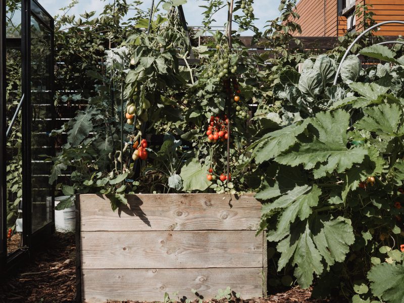 Moestuin beginnen? Gewoon doen maar wel een beetje slim