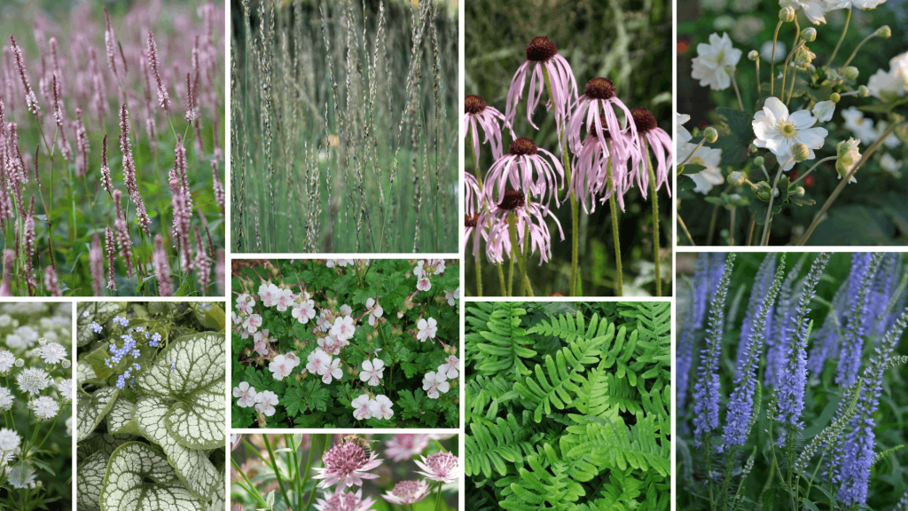 tuinontwerp-noord-brabant-beplantingsplan-echinacea-persicaria-veronicastrum-grassen