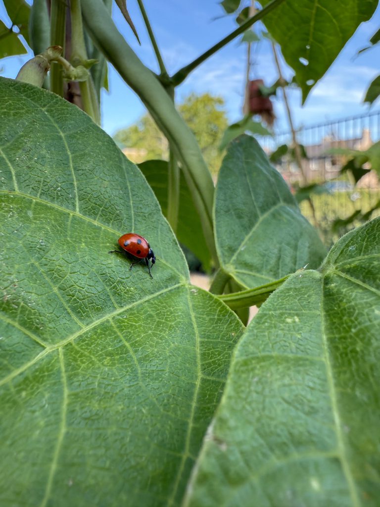 insecten in de moestuin