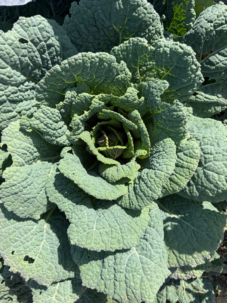 kolen in de moestuin