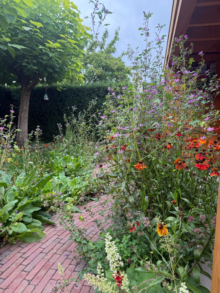 tuinontwerp-breda-inheemse-border-helenium-malva-gebakken-waaltjes