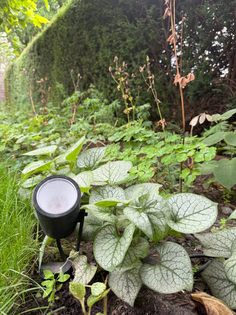 tuinontwerp-breda-schaduwborder-brunnera-geranium-tuinverlichting